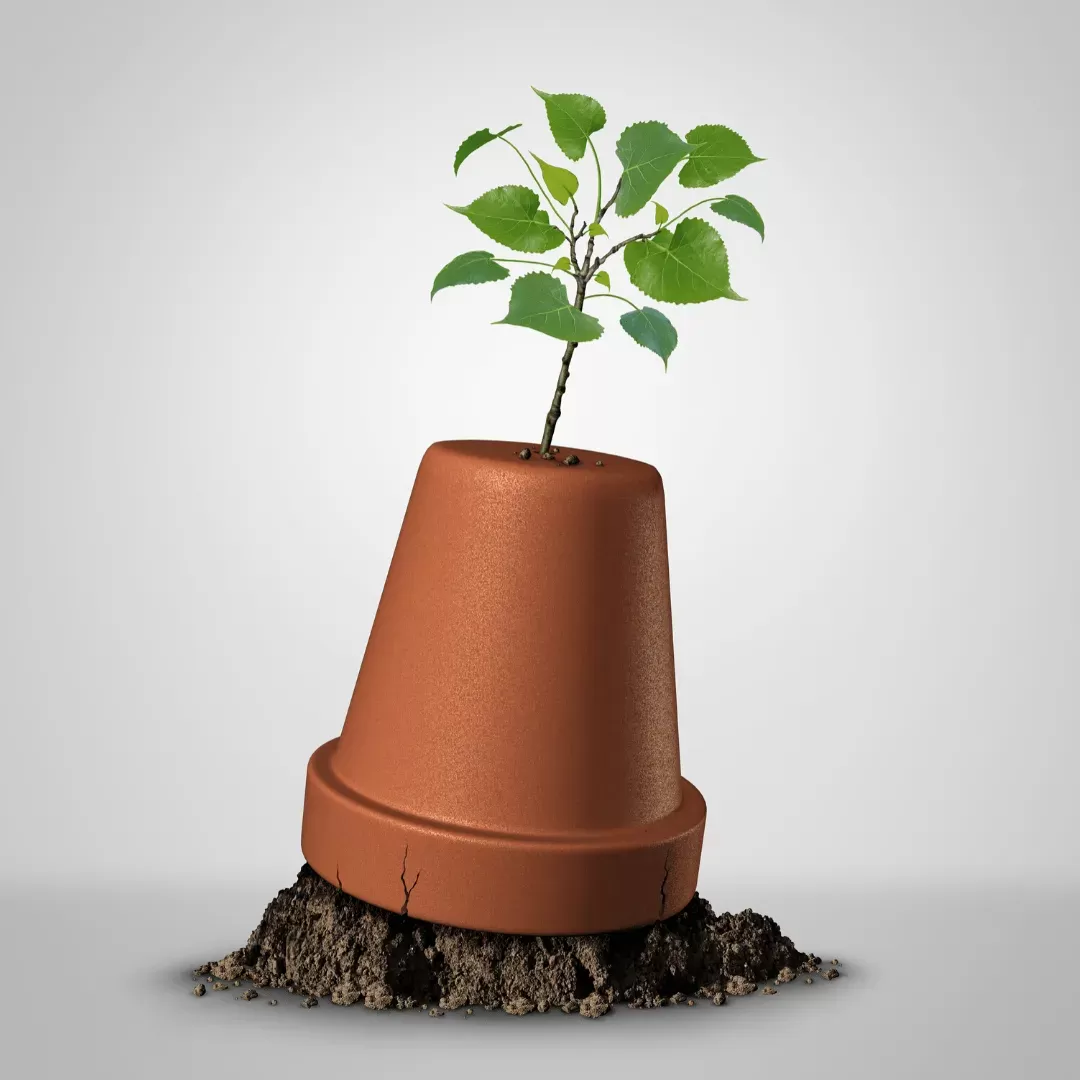 Hope potted tree concept